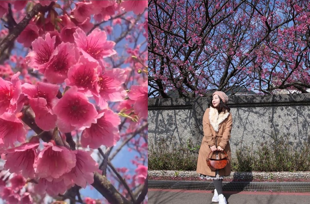 【台北櫻花季】最浪漫的櫻花步道，陽明山平菁街42巷怎麼去呢? @依娃旅行小確幸
