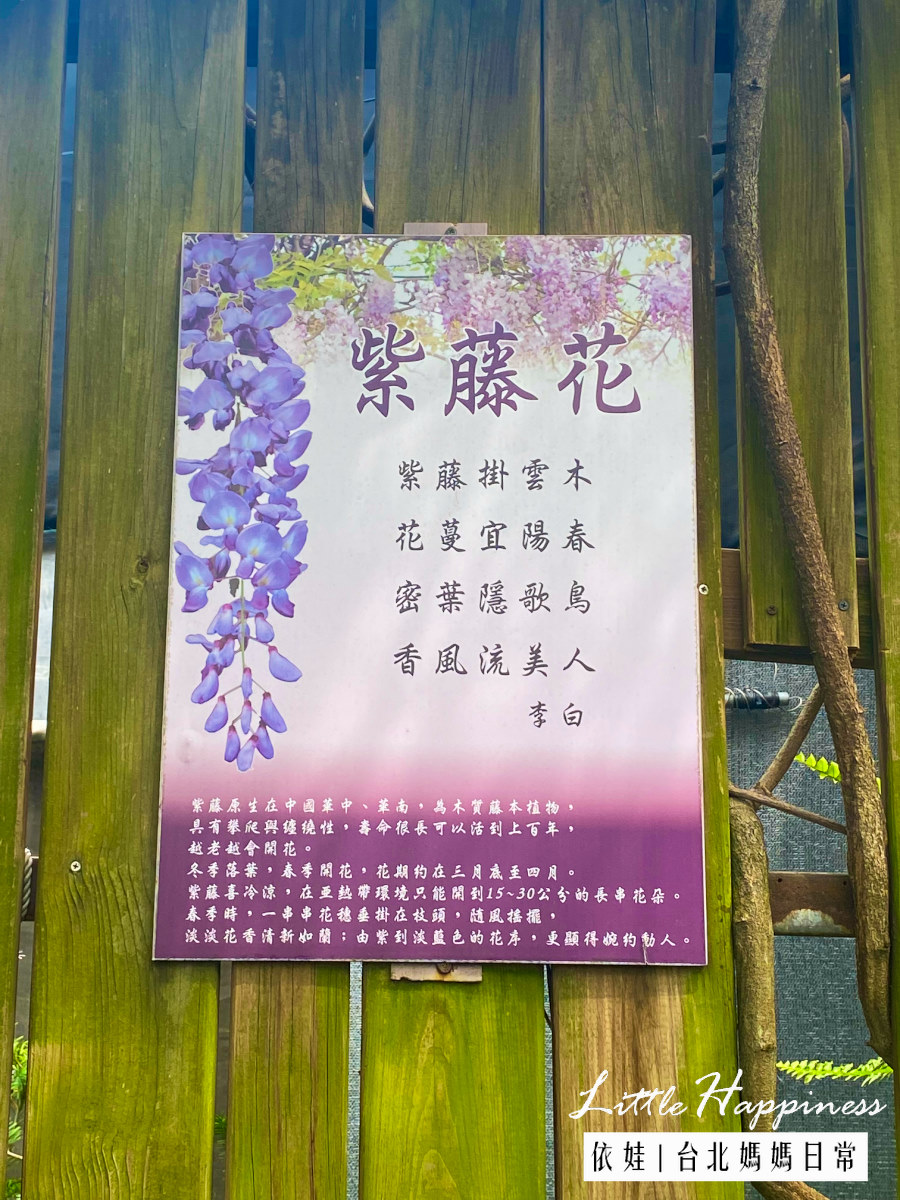 【台北景點】台北花卉村紫藤花季秘境很好拍，還有森林系咖啡廳，花草盆栽超好買，順路吃美食