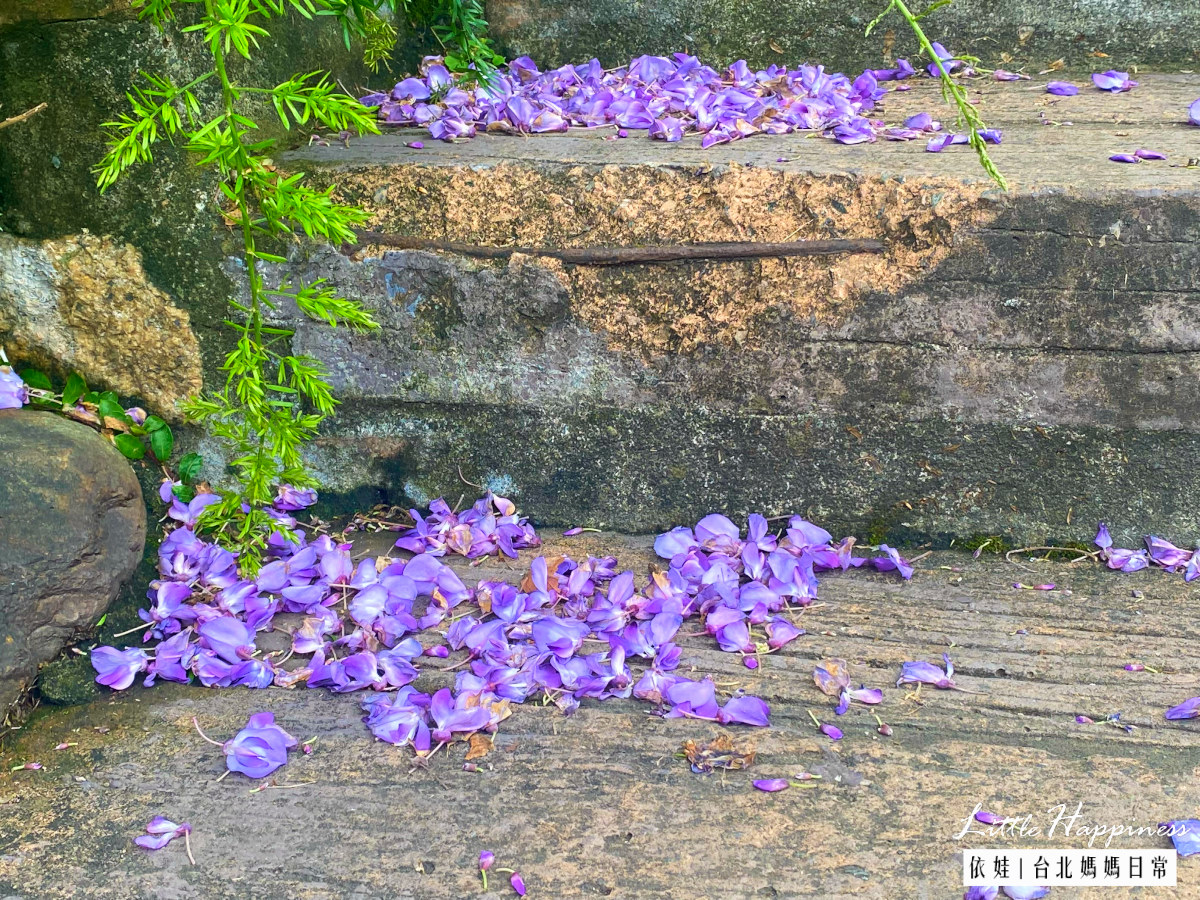 【台北景點】台北花卉村紫藤花季秘境很好拍，還有森林系咖啡廳，花草盆栽超好買，順路吃美食