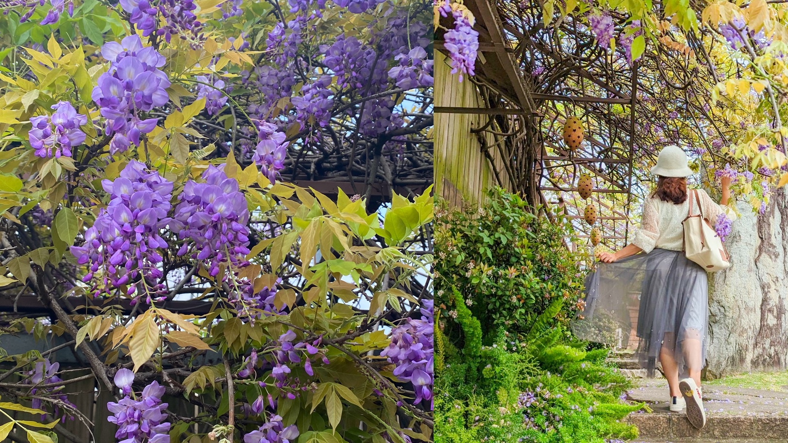 【台北景點】台北花卉村紫藤花季秘境很好拍，還有森林系咖啡廳，花草盆栽超好買，順路吃美食 @依娃旅行小確幸