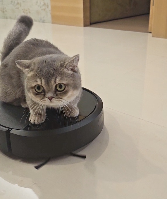 雜物多又有貓怎麼辦？iRobot Roomba Plus 405 Combo 掃拖機器人開箱！娘家養貓後的救星，滿地雜物也不怕