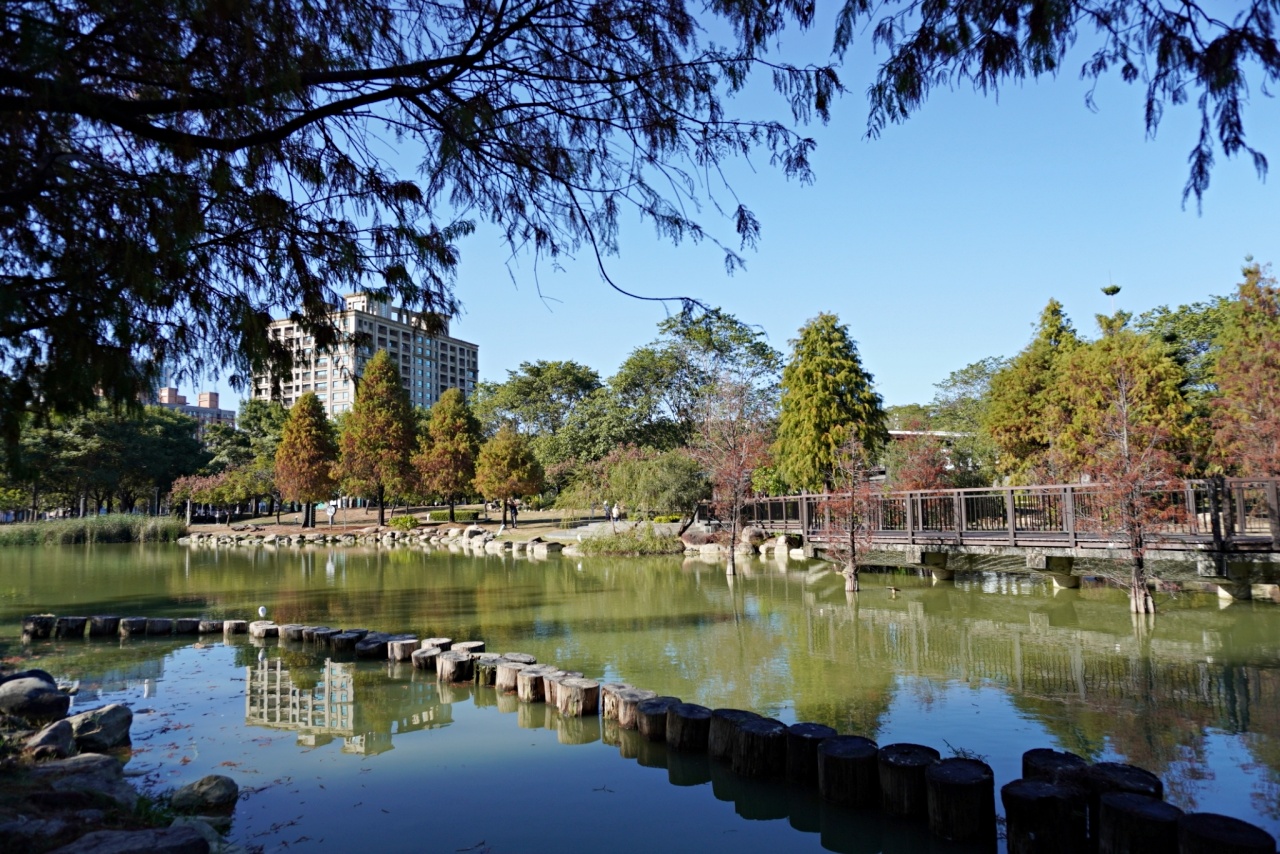 高雄落羽松景點，鼓山凹子底森林公園，體驗城市中的秘境療癒系散步路線