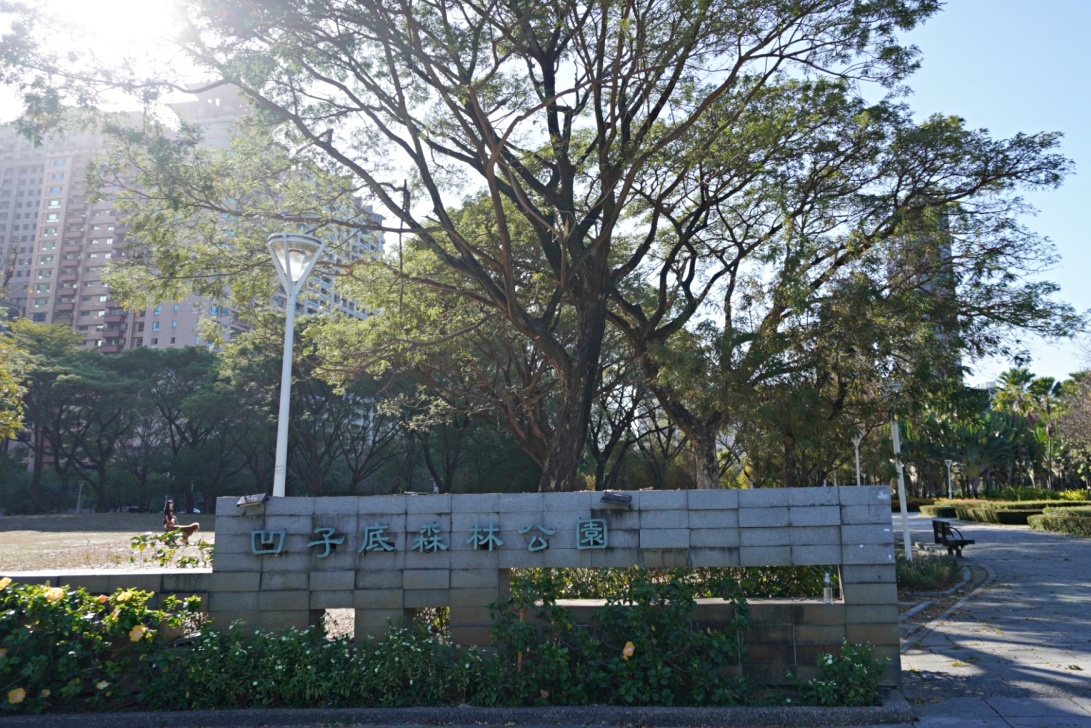 高雄落羽松景點，鼓山凹子底森林公園，體驗城市中的秘境療癒系散步路線