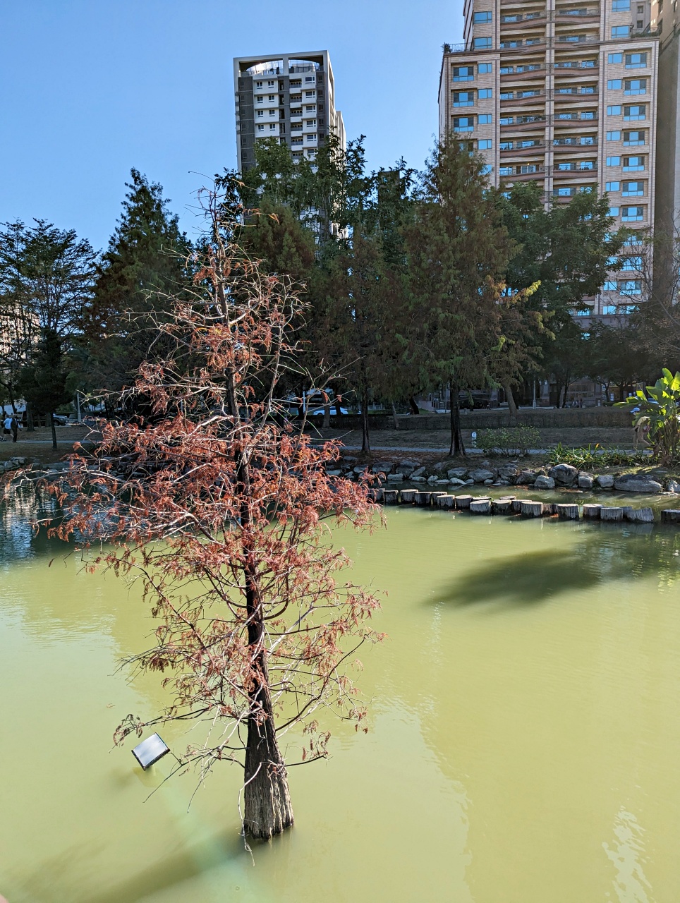 高雄落羽松景點，鼓山凹子底森林公園，體驗城市中的秘境療癒系散步路線
