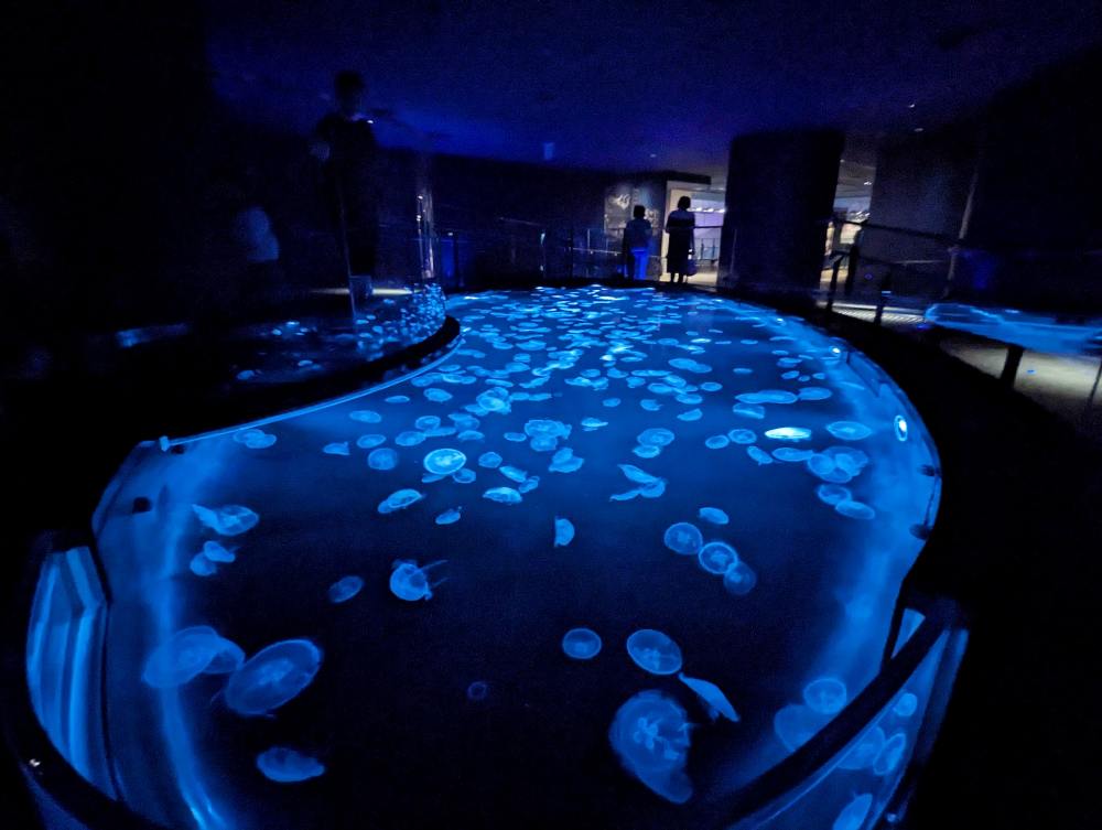 墨田水族館懶人攻略！咖啡廳、優惠門票及停留時間分享，在晴空塔內看療癒水母及小企鵝散步，東京室內親子景點推薦