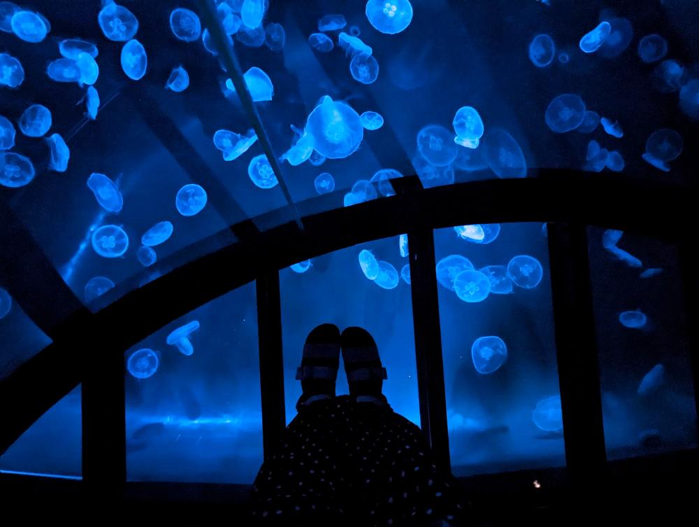 墨田水族館懶人攻略！咖啡廳、優惠門票及停留時間分享，在晴空塔內看療癒水母及小企鵝散步，東京室內親子景點推薦