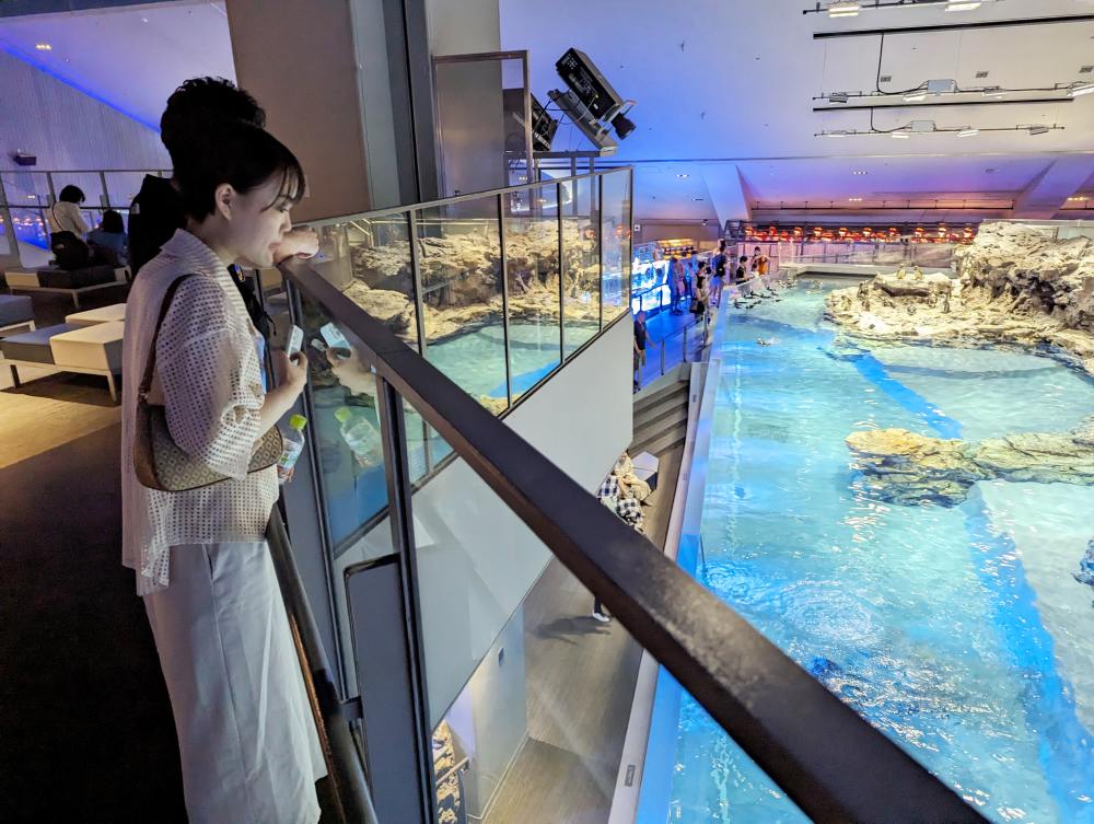 墨田水族館懶人攻略！咖啡廳、優惠門票及停留時間分享，在晴空塔內看療癒水母及小企鵝散步，東京室內親子景點推薦