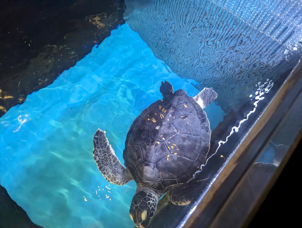 墨田水族館懶人攻略！咖啡廳、優惠門票及停留時間分享，在晴空塔內看療癒水母及小企鵝散步，東京室內親子景點推薦