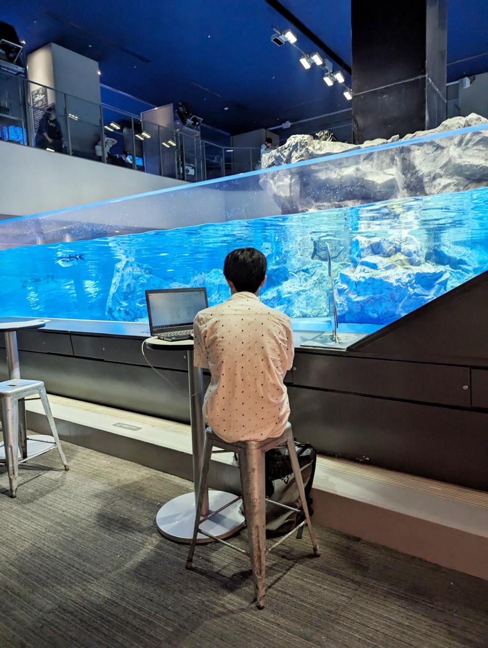 墨田水族館懶人攻略！咖啡廳、優惠門票及停留時間分享，在晴空塔內看療癒水母及小企鵝散步，東京室內親子景點推薦