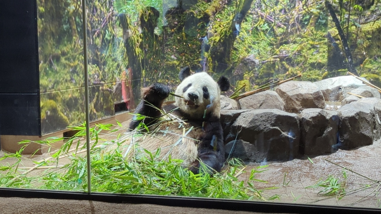 東京親子景點推薦｜超過140年歷史的上野動物園看熊貓北極熊，玩多久? 門票價格?親子出遊全攻略！