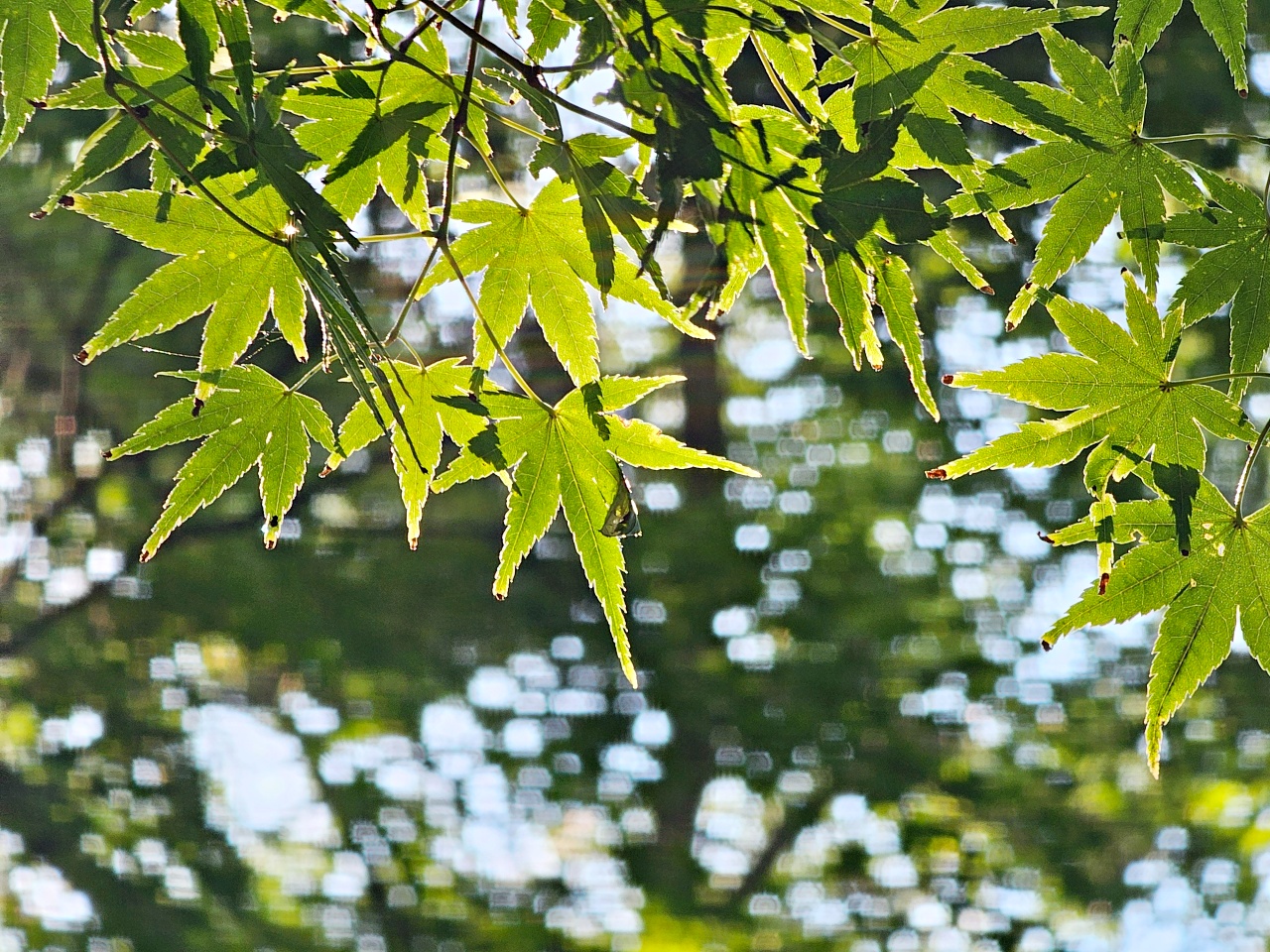 九州佐賀景點推薦｜搭電梯登上百年唐津城，日本100名城，交通資訊、票價、參觀心得、附近景點與美食