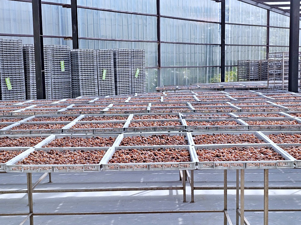 【梅問屋梅子元氣館】嘉義免費觀光工廠推薦，免門票也能玩翻！一年四季梅酒梅醋DIY體驗，必買梅酒、酸梅湯、梅粉、梅乾