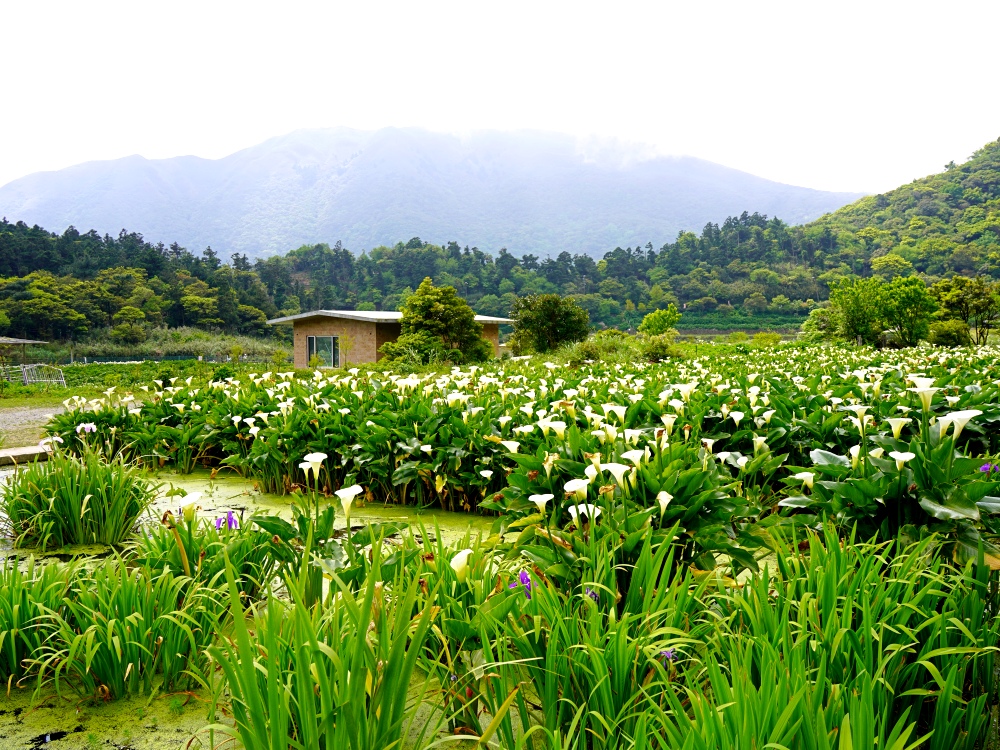 網站近期文章：陽明山步道推薦｜ 陽明山竹子湖踏青，輕鬆好走的頂湖步道，海芋季節賞花、遠望小油坑～