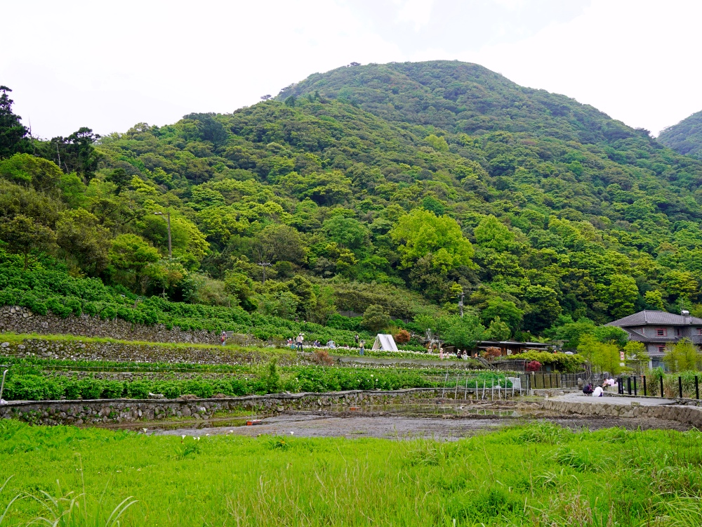陽明山步道推薦｜ 陽明山竹子湖踏青，輕鬆好走的頂湖步道，海芋季節賞花、遠望小油坑～