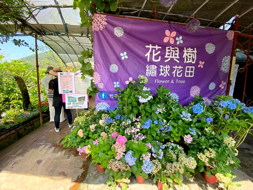 陽明山繡球花季賞花景點推薦 竹子湖「花與樹繡球花田」最新門票資訊！5/25開放入園～門票$150可抵消費，超好拍繡球花田～