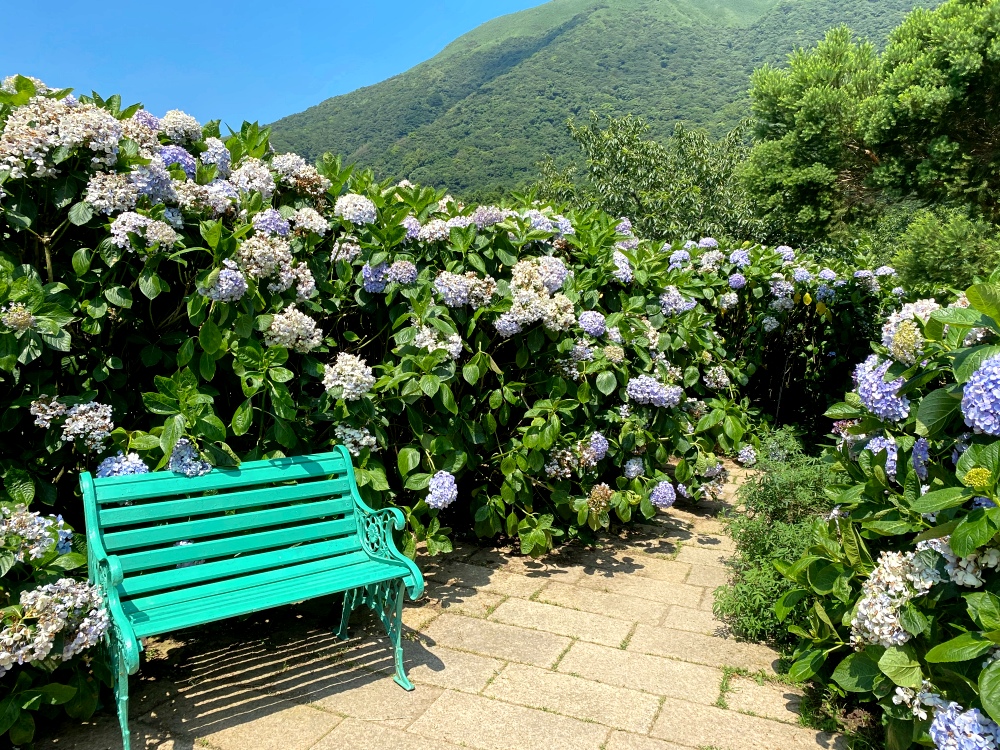 陽明山繡球花季賞花景點推薦 竹子湖「花與樹繡球花田」最新門票資訊！5/25開放入園～門票$150可抵消費，超好拍繡球花田～