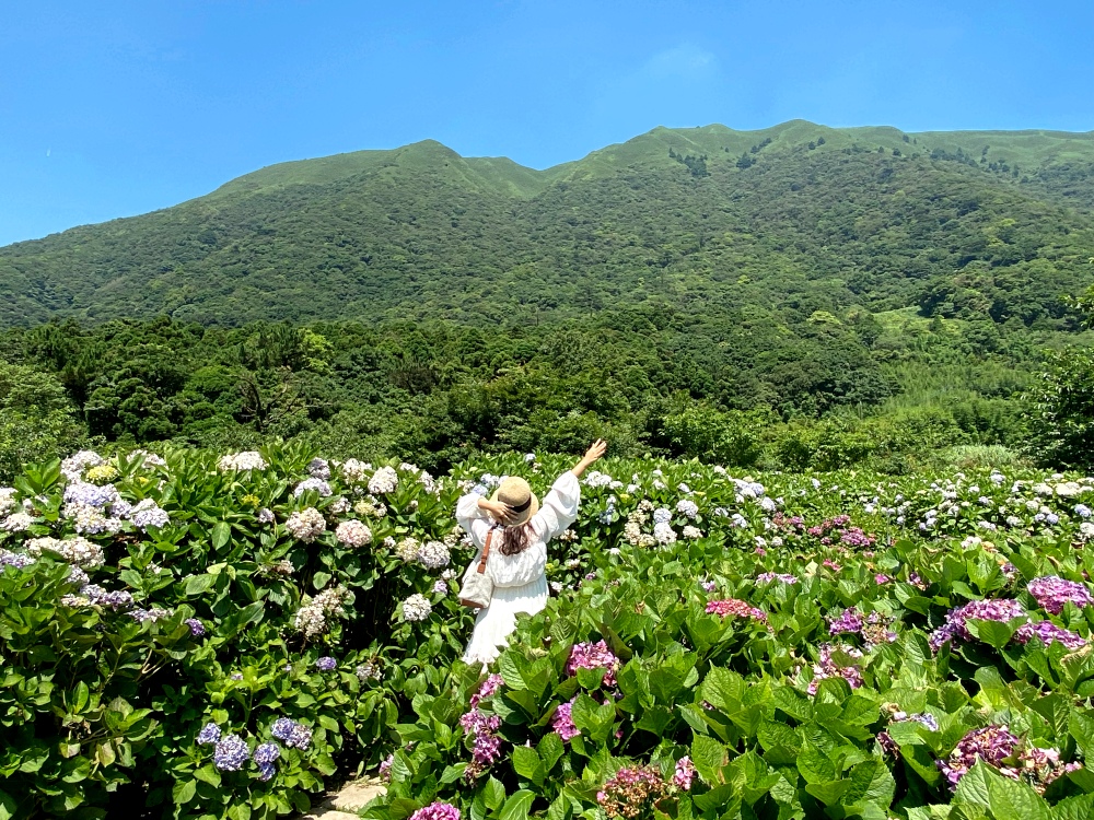 陽明山繡球花季賞花景點推薦 竹子湖「花與樹繡球花田」最新門票資訊！5/25開放入園～門票$150可抵消費，超好拍繡球花田～