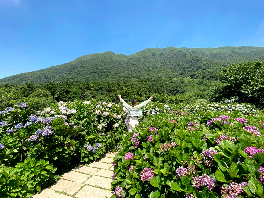 陽明山繡球花季賞花景點推薦 竹子湖「花與樹繡球花田」最新門票資訊！5/25開放入園～門票$150可抵消費，超好拍繡球花田～