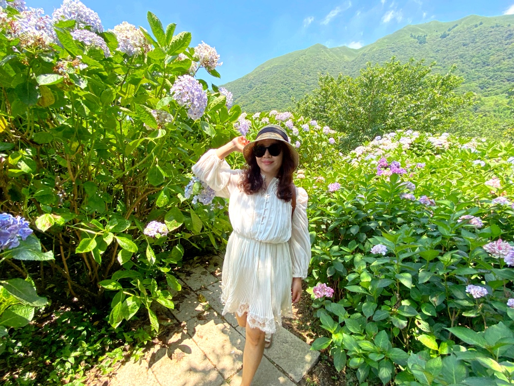 陽明山繡球花季賞花景點推薦 竹子湖「花與樹繡球花田」最新門票資訊！5/25開放入園～門票$150可抵消費，超好拍繡球花田～