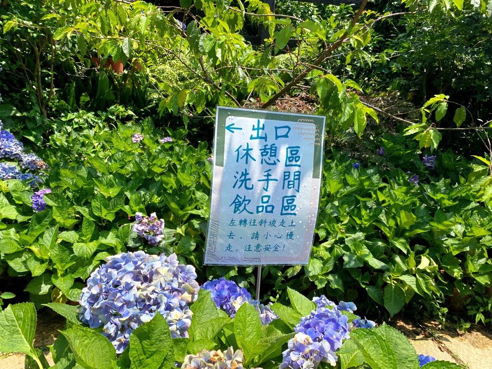 陽明山繡球花季賞花景點推薦 竹子湖「花與樹繡球花田」最新門票資訊！5/25開放入園～門票$150可抵消費，超好拍繡球花田～