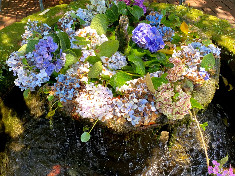 陽明山繡球花季賞花景點推薦 竹子湖「花與樹繡球花田」最新門票資訊！5/25開放入園～門票$150可抵消費，超好拍繡球花田～
