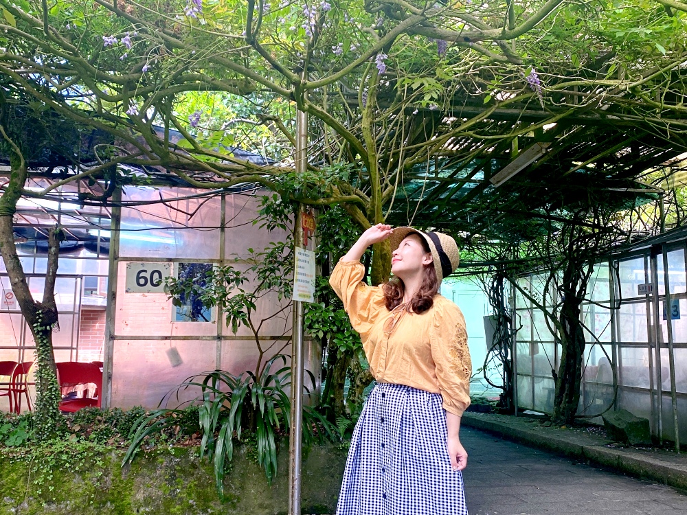 台北市陽明山土雞餐廳推薦｜頂湖小鎮陽明山竹子湖美食土雞，紫藤花季必訪，消費$200可抵停車 米粉湯免費招待～