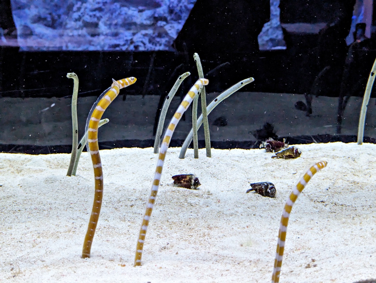 墨田水族館懶人攻略！咖啡廳、優惠門票及停留時間分享，在晴空塔內看療癒水母及小企鵝散步，東京室內親子景點推薦