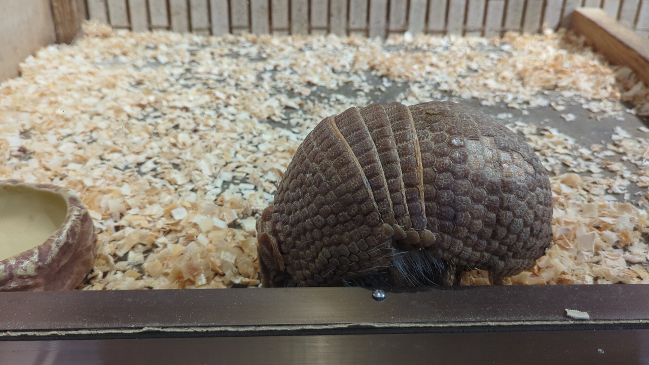 東京親子景點推薦｜超過140年歷史的上野動物園看熊貓北極熊，玩多久? 門票價格?親子出遊全攻略！