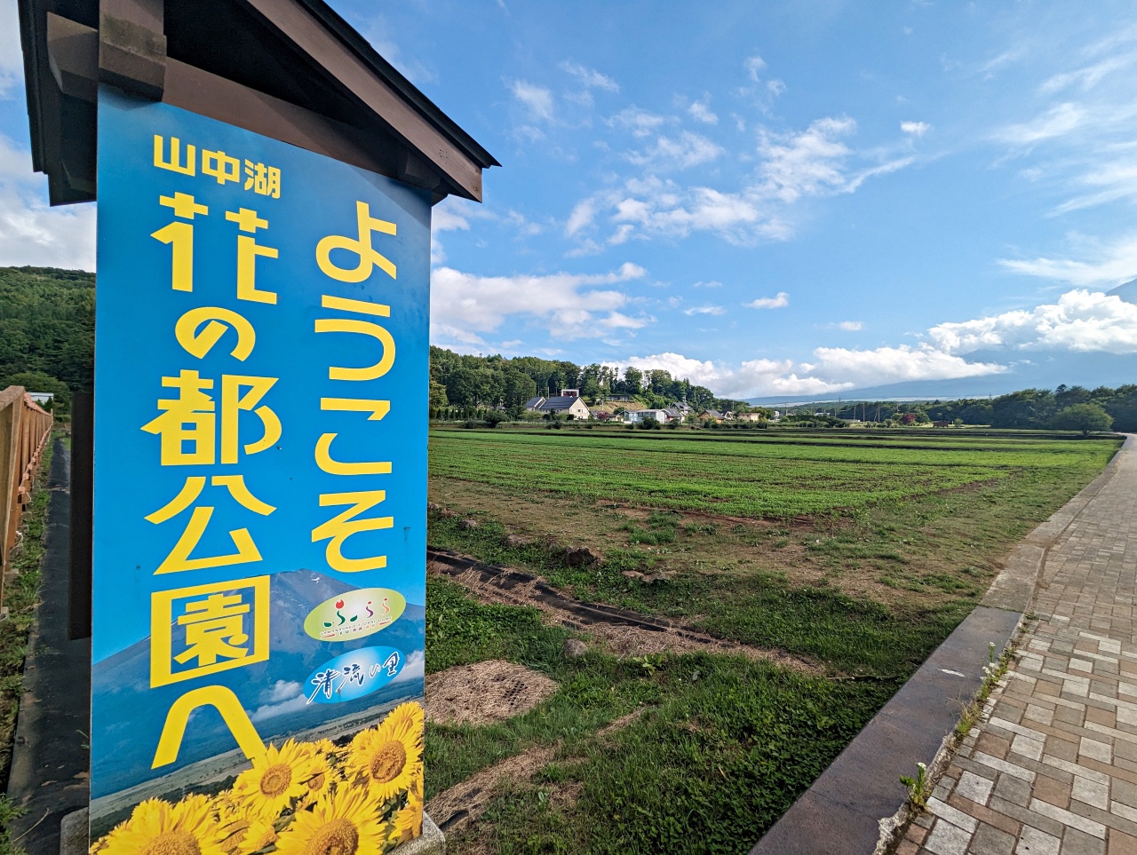 日本河口湖景點，山中湖花之都公園、長池親水公園，粉蝶花與紫藤花海拍美照