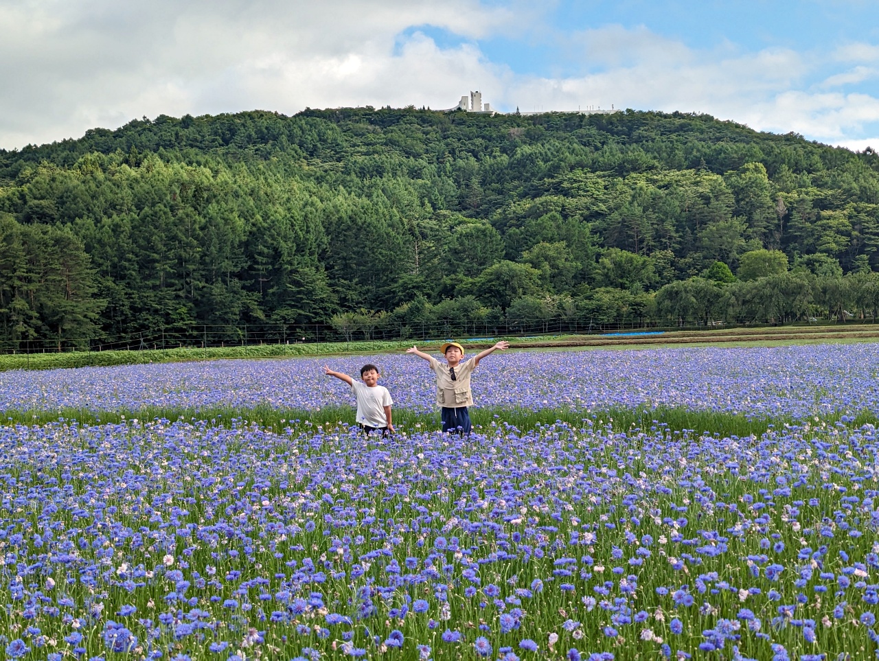 日本河口湖景點，山中湖花之都公園、長池親水公園，粉蝶花與紫藤花海拍美照
