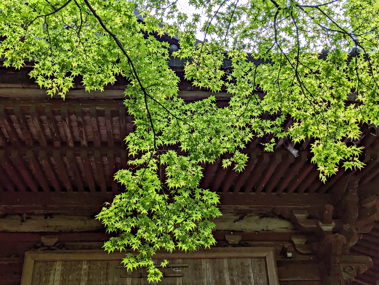 日本河口湖免費景點，1900年以上歷史的北口本宮富士淺間神社，日本現存最大的木造鳥居，與富士山一起被列為世界文化遺產。