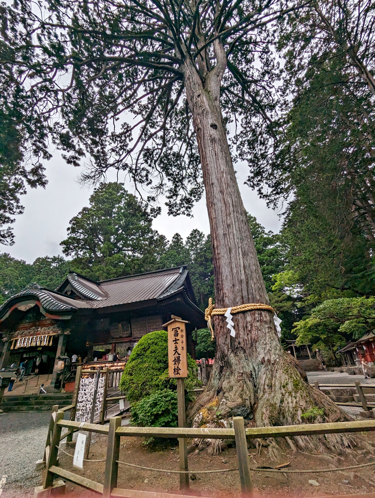 日本河口湖免費景點，1900年以上歷史的北口本宮富士淺間神社，日本現存最大的木造鳥居，與富士山一起被列為世界文化遺產。