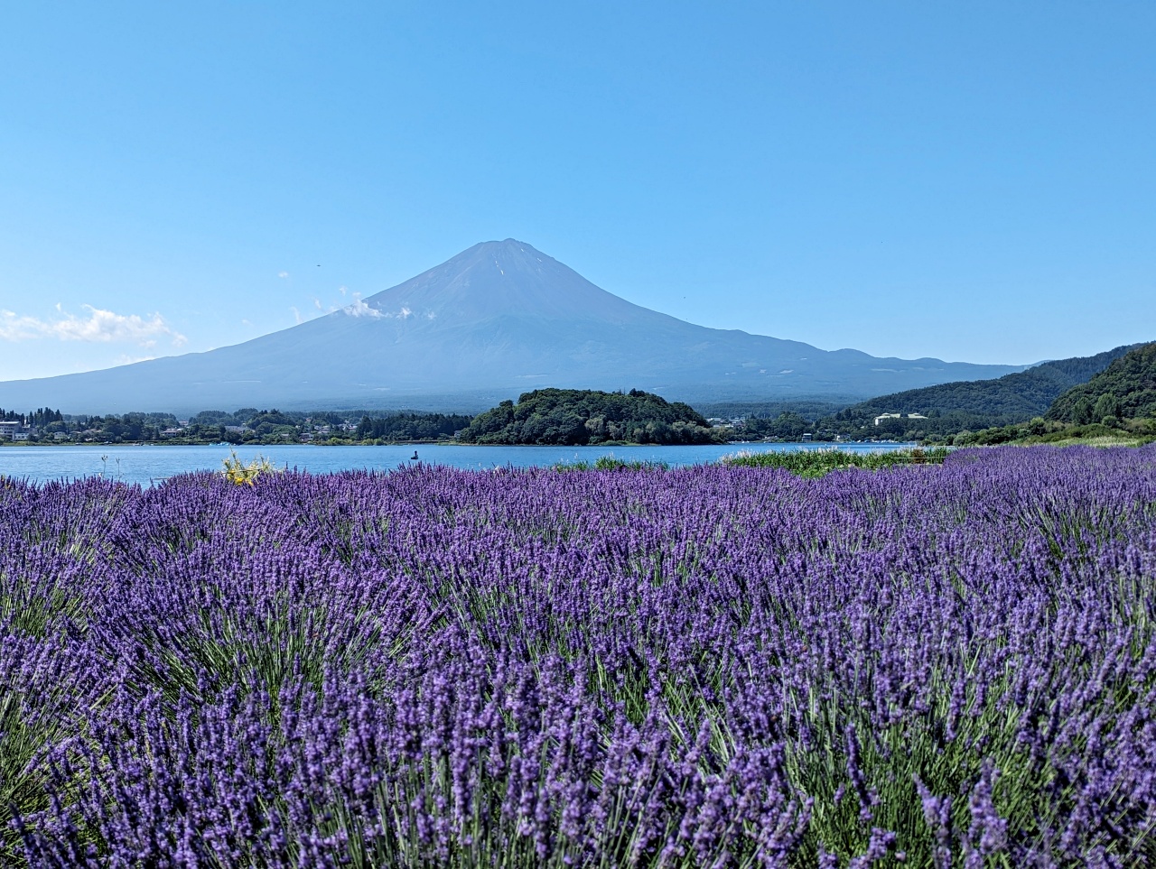 河口湖免費景點推薦，大石公園拍富士山+四季花海、咖啡廳吃Cremia冰淇淋跟富士山咖哩飯