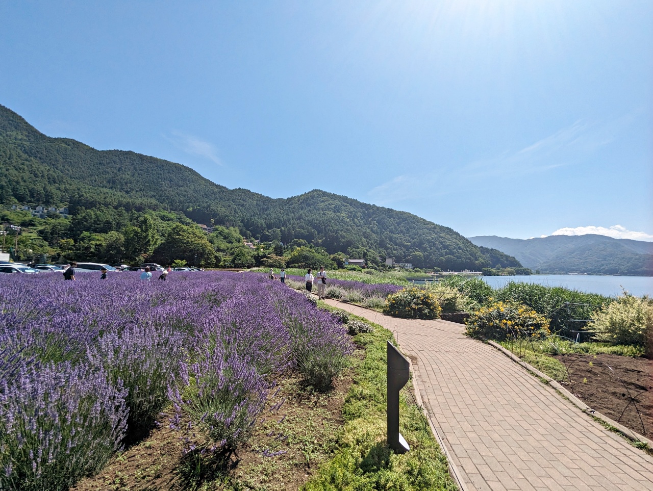 河口湖免費景點推薦，大石公園拍富士山+四季花海、咖啡廳吃Cremia冰淇淋跟富士山咖哩飯