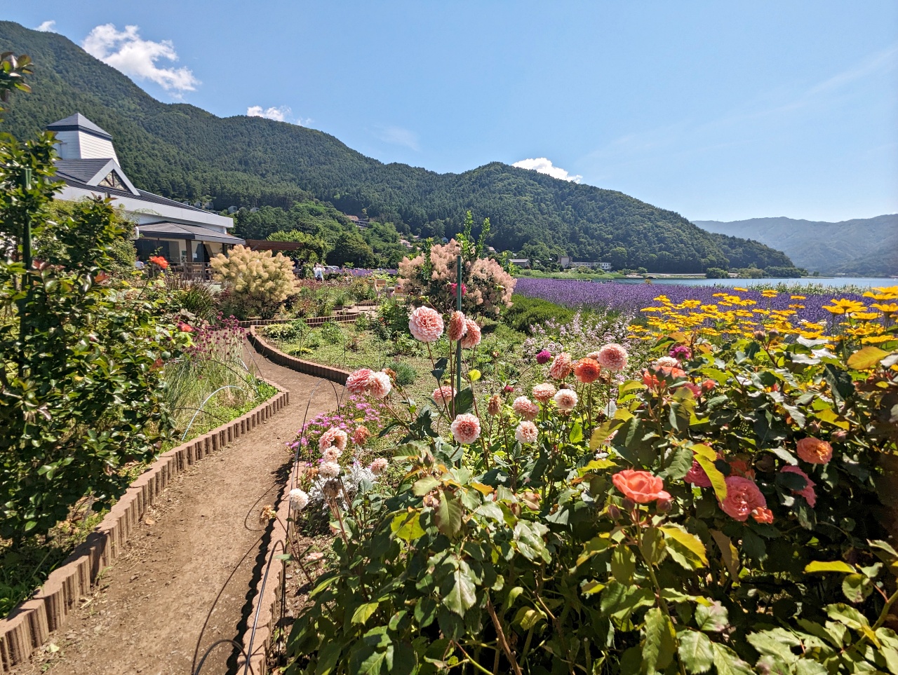 河口湖免費景點推薦，大石公園拍富士山+四季花海、咖啡廳吃Cremia冰淇淋跟富士山咖哩飯