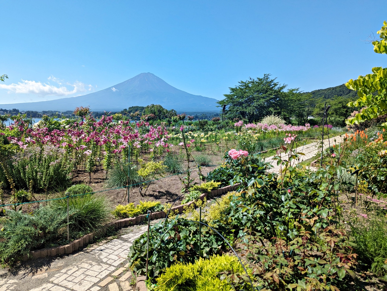 河口湖免費景點推薦，大石公園拍富士山+四季花海、咖啡廳吃Cremia冰淇淋跟富士山咖哩飯