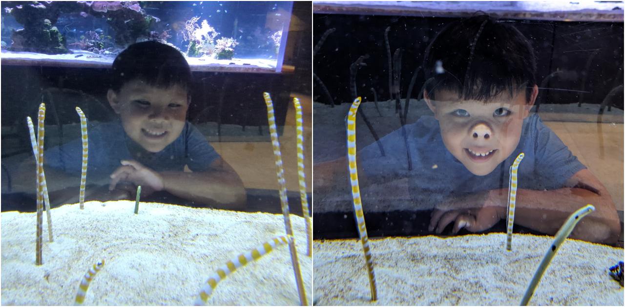 墨田水族館懶人攻略！咖啡廳、優惠門票及停留時間分享，在晴空塔內看療癒水母及小企鵝散步，東京室內親子景點推薦