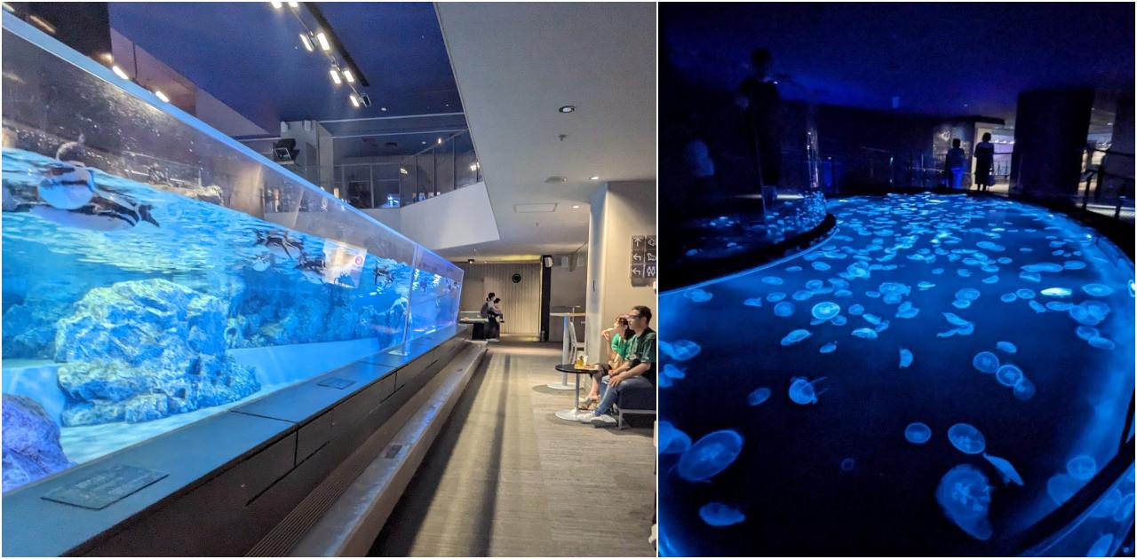 墨田水族館懶人攻略！咖啡廳、優惠門票及停留時間分享，在晴空塔內看療癒水母及小企鵝散步，東京室內親子景點推薦