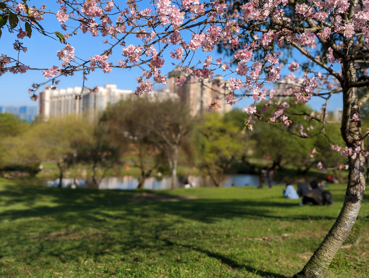 新店陽光運動公園，超好玩水陸空兒童遊戲區介紹，春天賞櫻，夏日免費玩水，還有天空吊橋、攀爬網與溜滑梯