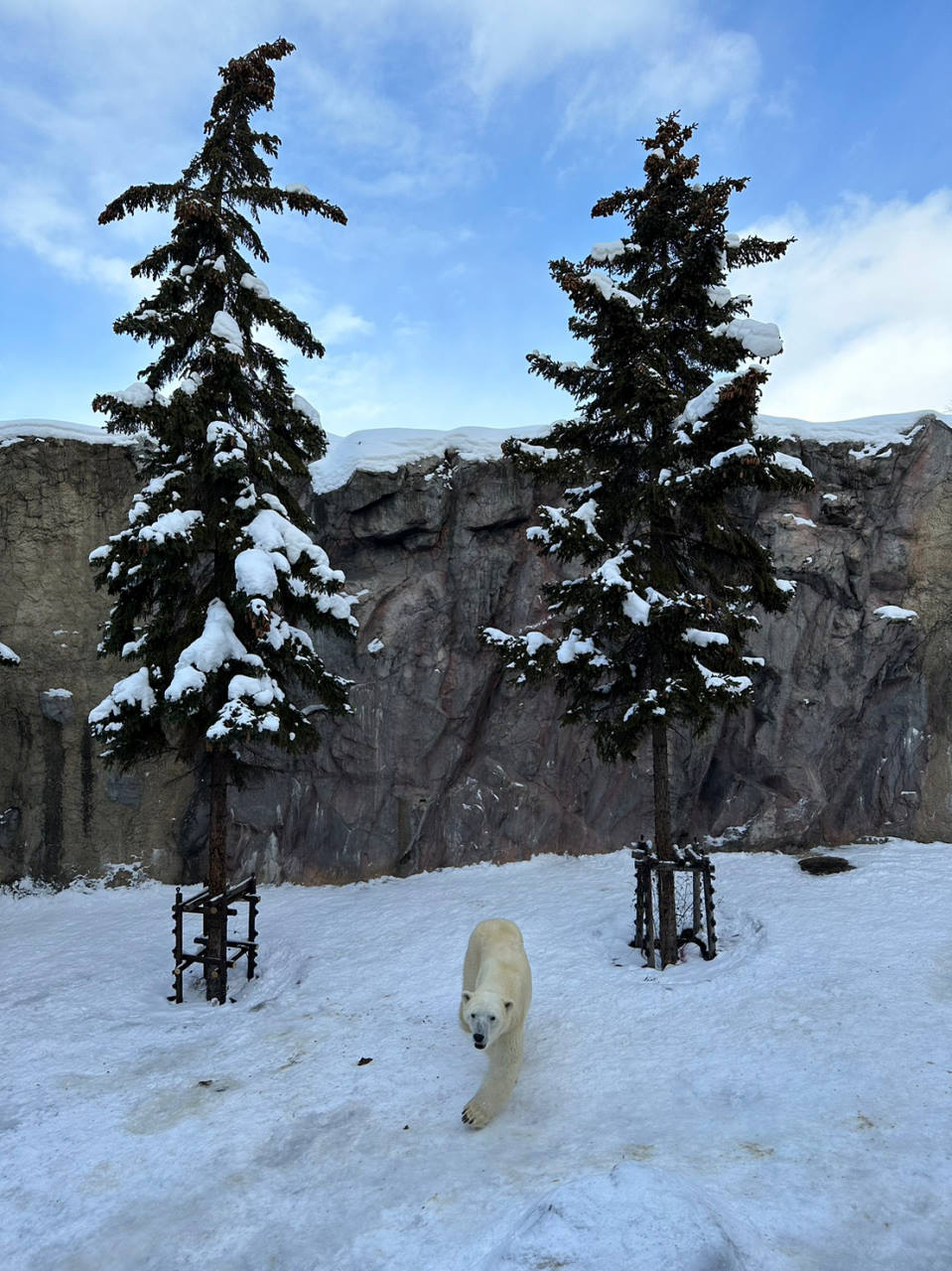 旭山動物園攻略，北海道親子景點，到雪地看企鵝散步與北極熊，必買海豹鬆餅(內附交通/門票)